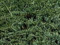 Juniperus horizontalis Wiltonii IMG_0160 Jałowiec płożący